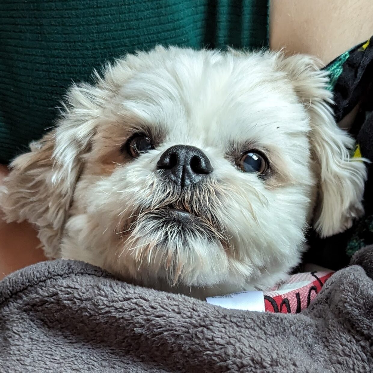 Very cute dog wrapped up like a burrito in a grey blanket